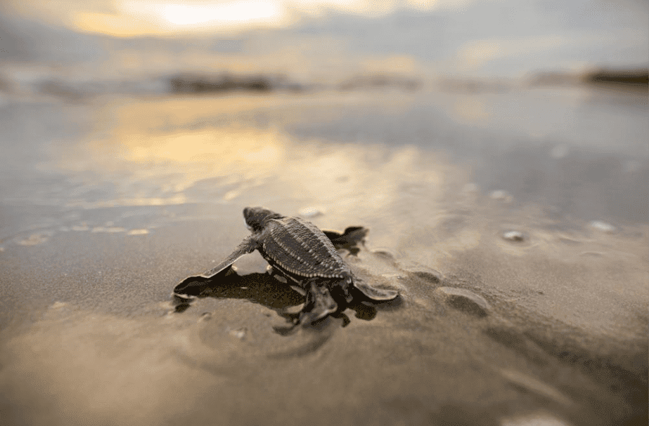 Certina i Sea Turtle Conservancy: współpraca pod znakiem ratowania żółwi morskich