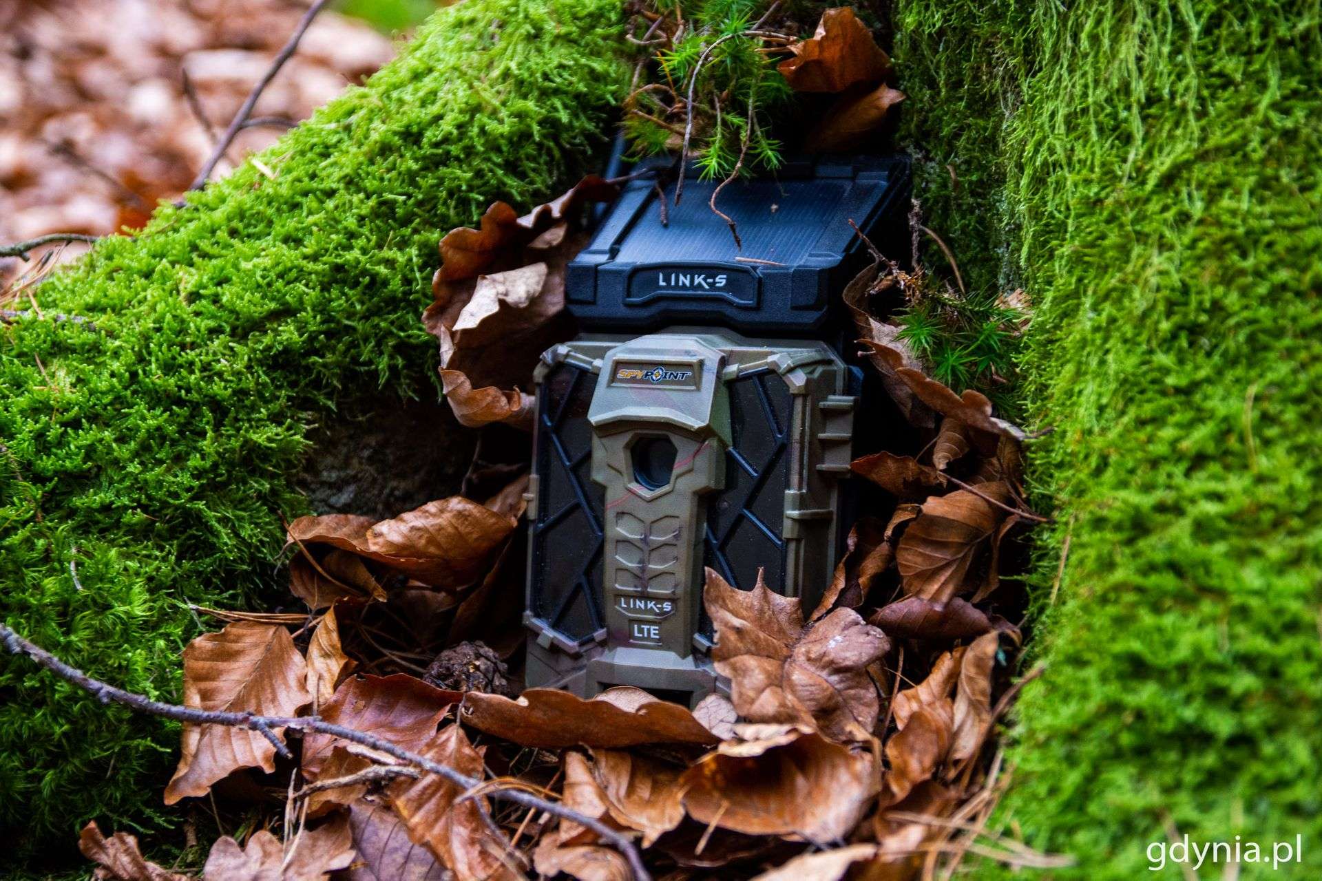 Gdyńskie fotopułapki pomagają karać ludzi, którzy zaśmiecają lasy