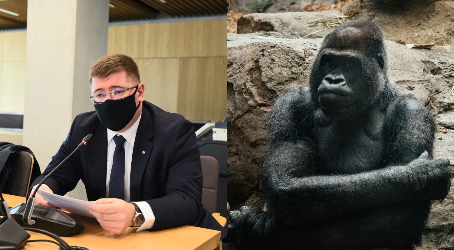 Wiceminister edukacji o prawach zwierząt: „Takie pojęcie nie istnieje”