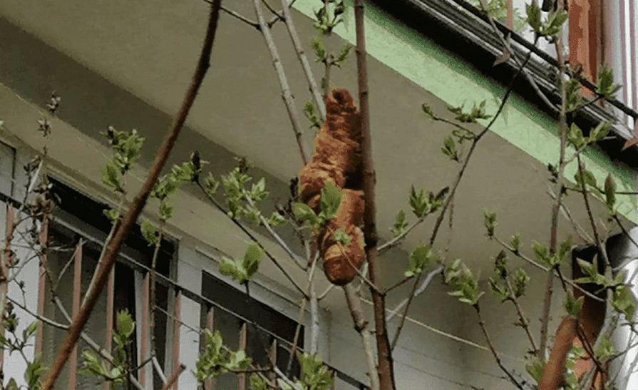 „Lagun" na drzewie przestraszył krakowiankę. Z tej interwencji śmieje się cały świat