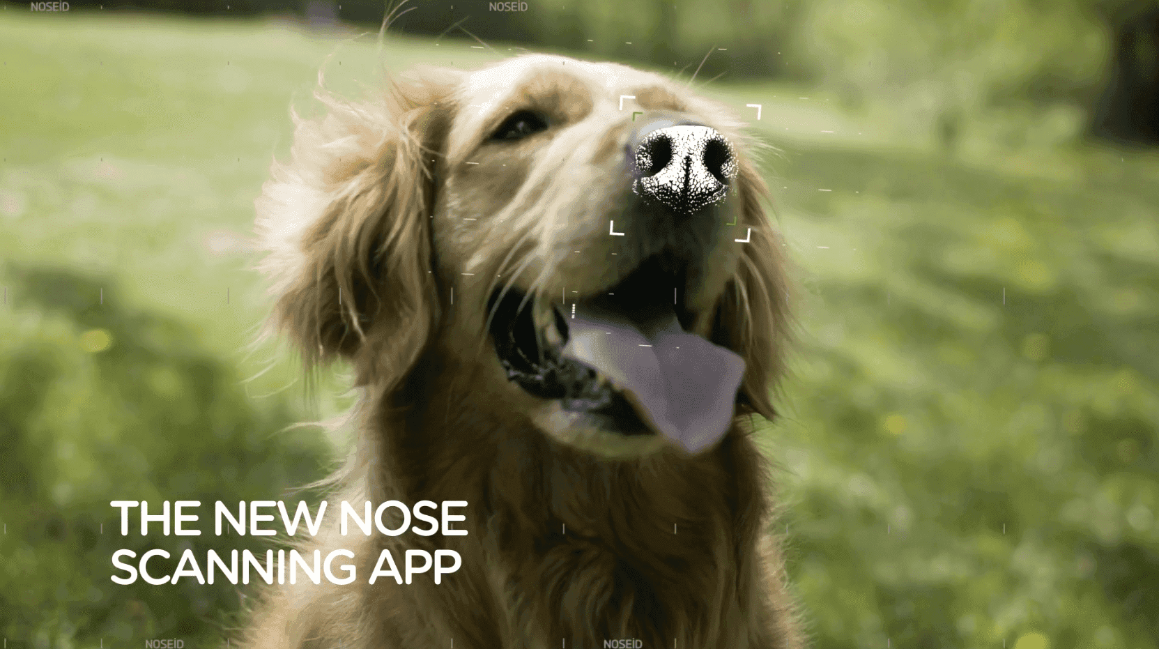 Powstała aplikacja, która umożliwia odnalezienie zaginionych piesków po odciskach ich... nosów