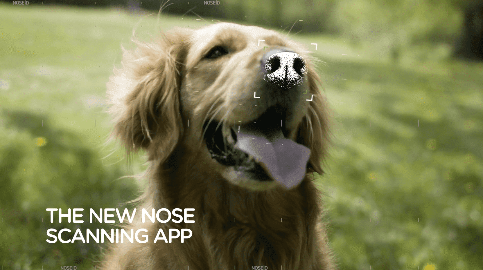 Powstała aplikacja, która umożliwia odnalezienie zaginionych piesków po odciskach ich... nosów