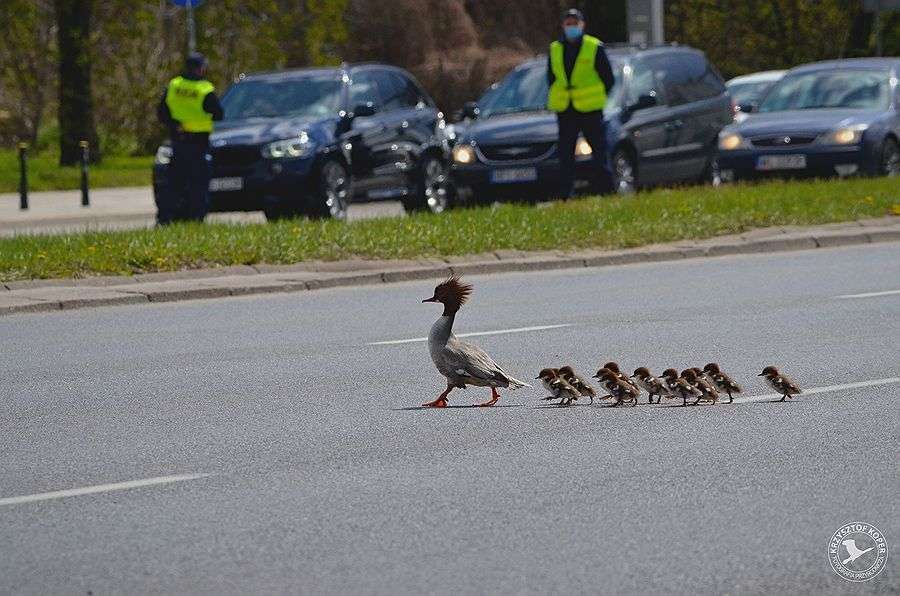 Ruch na warszawskich ulicach zatrzymany przez... nurogęsi