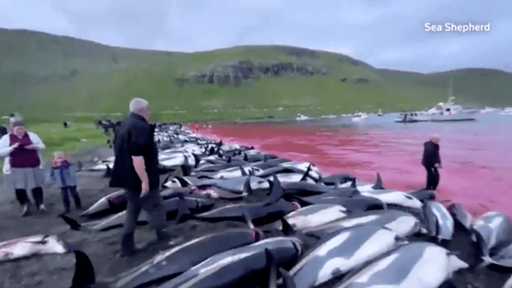 Świat wstrząśnięty rzezią delfinów na Wyspach Owczych. Zabito niemal 1500 zwierząt