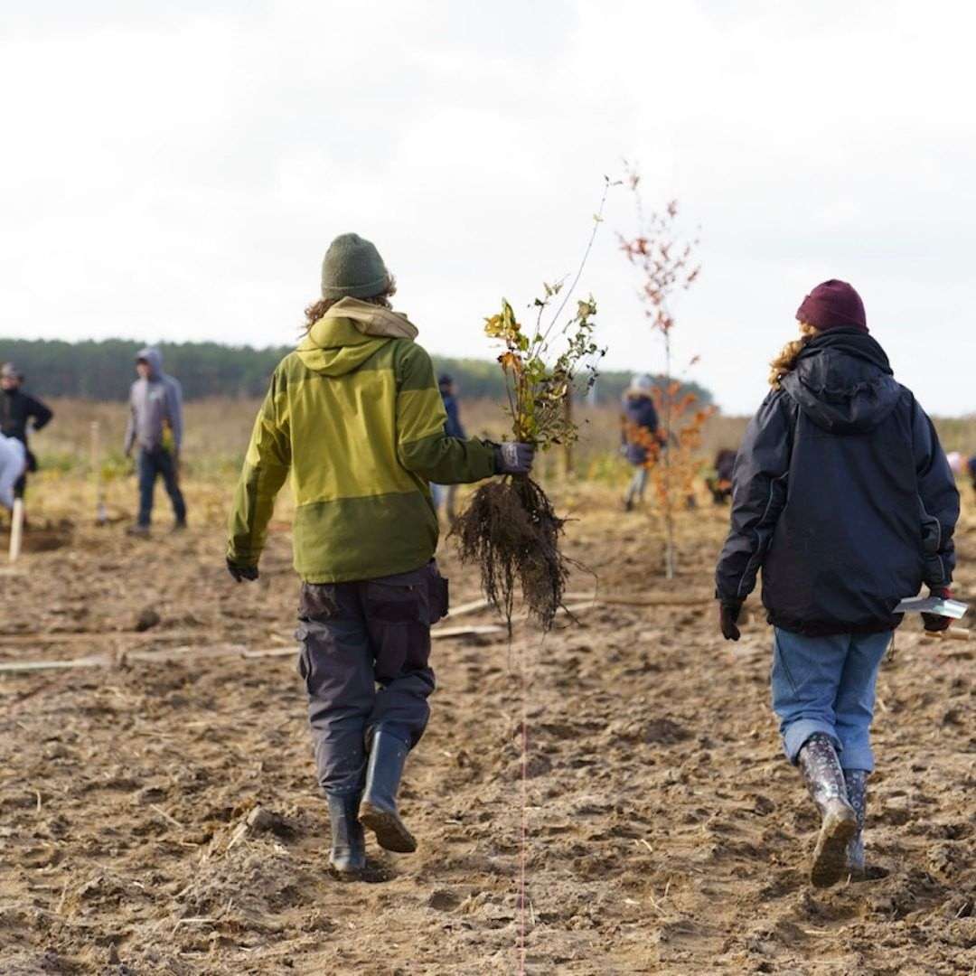W Polsce powstaje pierwszy las Miyawaki. Rośnie 10 razy szybciej niż zwykły las
