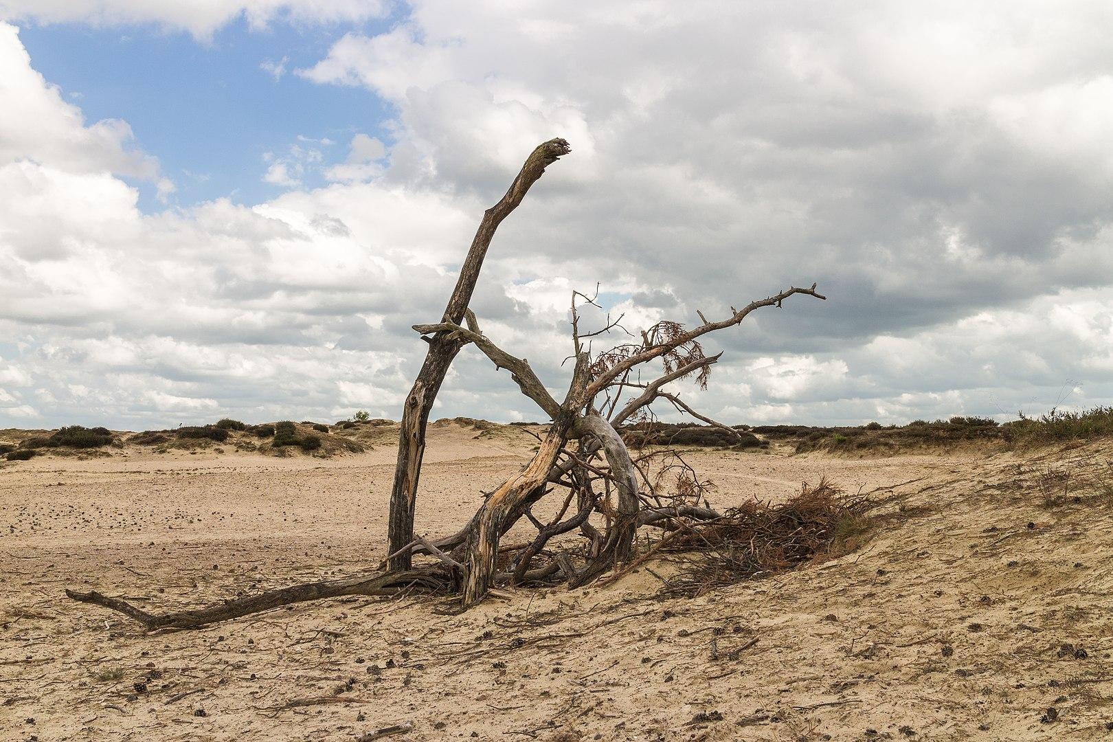 2021 rok jednym z najcieplejszych w historii. Zajmuje piąte miejsce w alarmującym rankingu