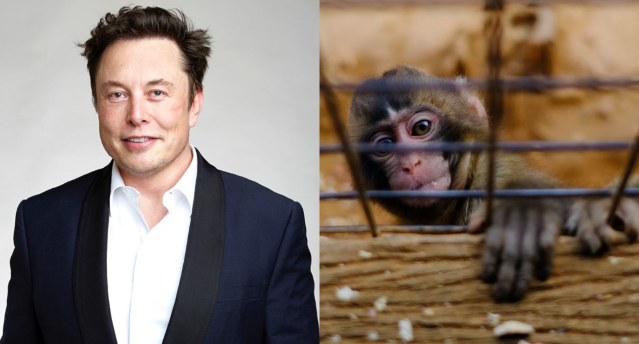 „Ekstremalne cierpienie” zwierząt w firmie Elona Muska. W wyniku eksperymentów nie żyje 15 małp