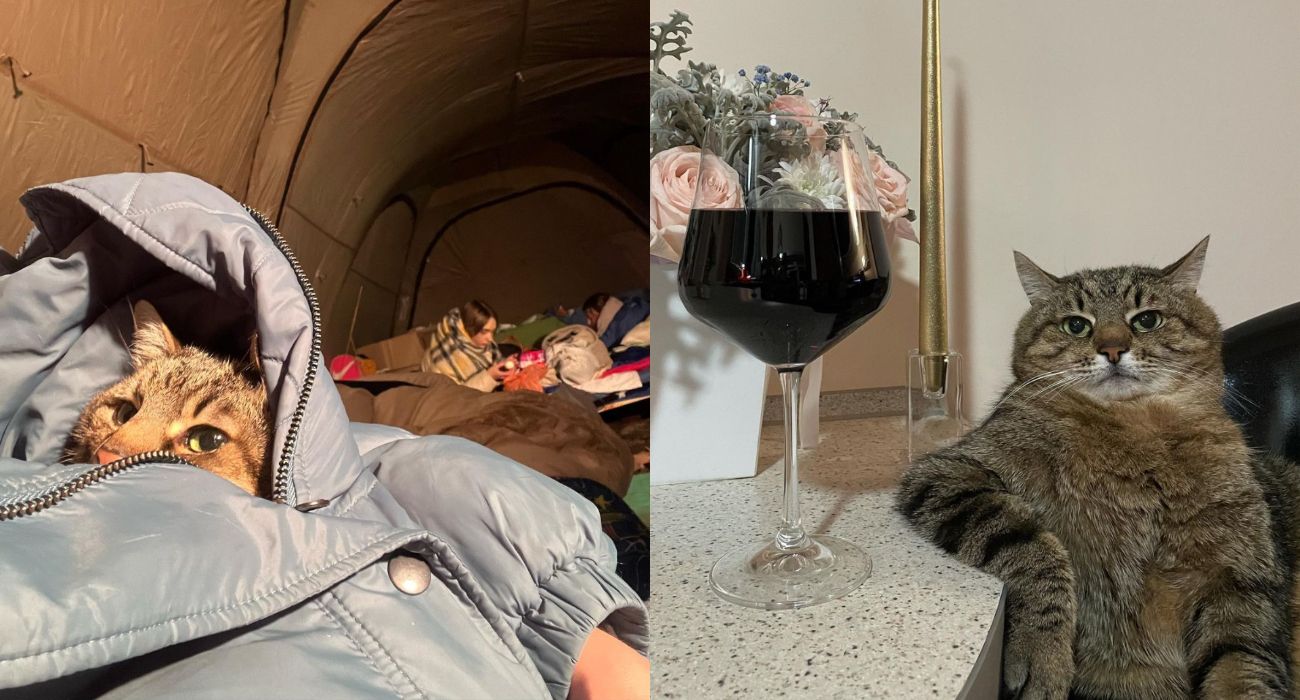 „Wojna zawitała do naszego domu". Koci influencer Stepan i jego właścicielka uciekli z Charkowa