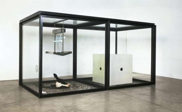 PETA na ratunek... muchom. Kontrowersyjna instalacja usunięta z niemieckiego muzeum