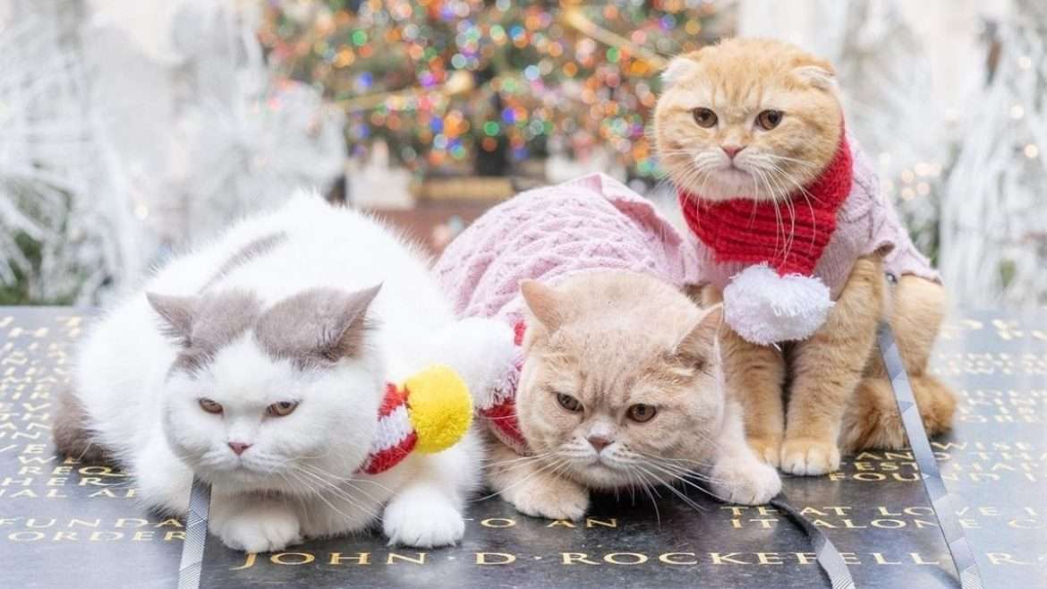 Mężczyzna podróżuje z kotami po całym świecie. Jego filmiki podbijają internet