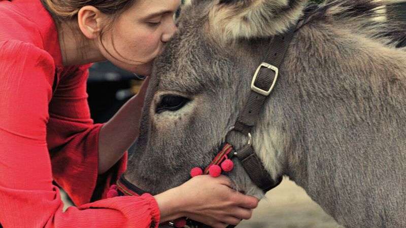 „IO” Jerzego Skolimowskiego polskim kandydatem do Oscara