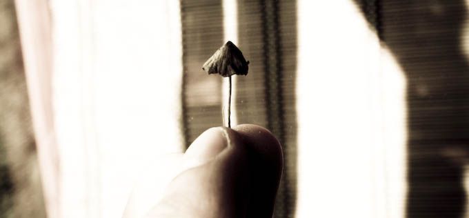 Czy „magiczne grzyby" mogą pomóc w walce z otyłością?