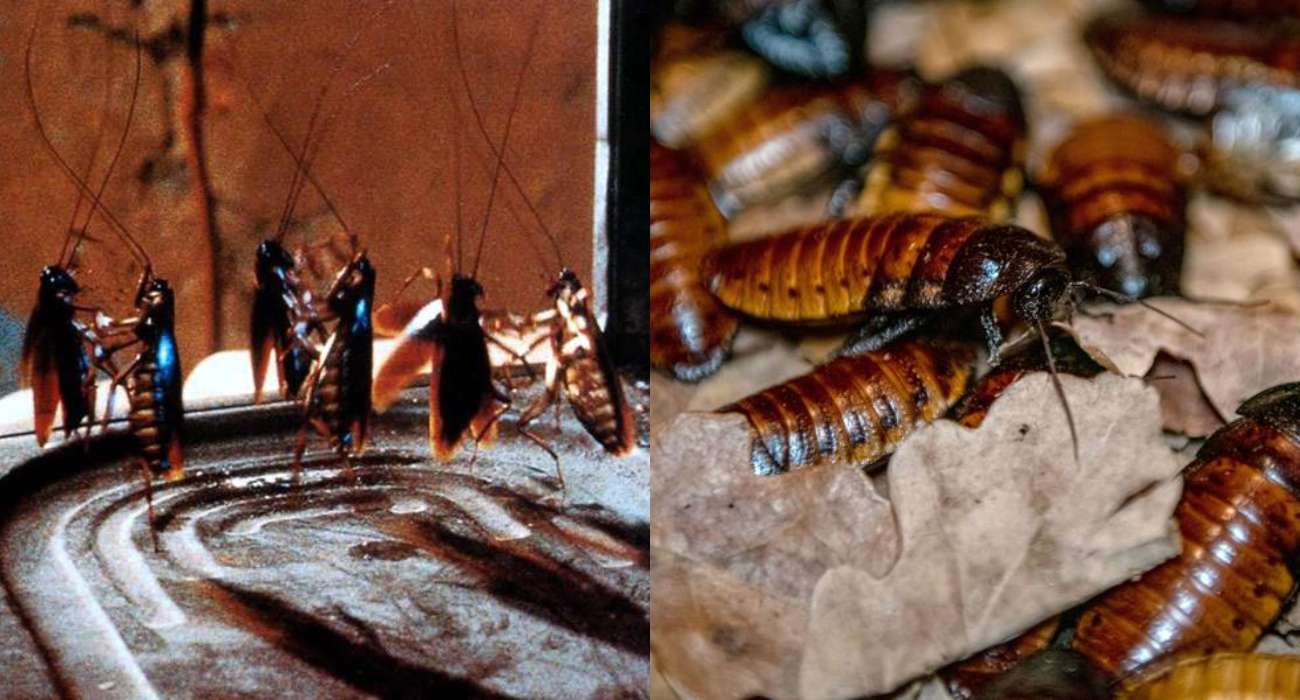 Nazwij karaczana imieniem ex. Łódzkie ZOO na Walentynki