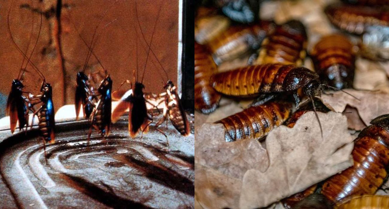 Nazwij karaczana imieniem ex. Łódzkie ZOO na Walentynki