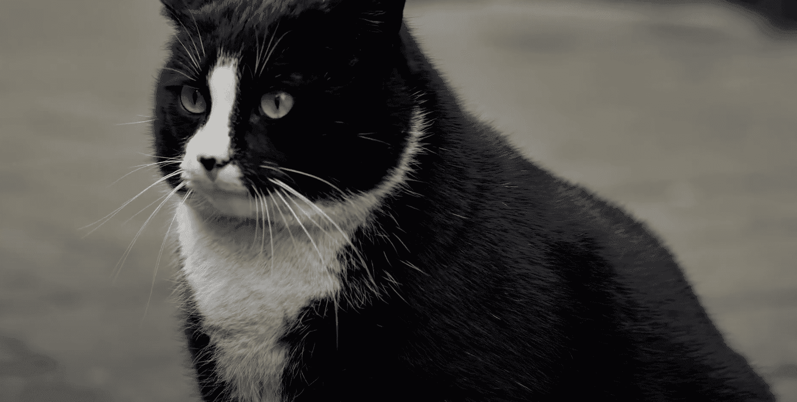 Kot Gacek najlepiej ocenianą atrakcją Google w Szczecinie. „Przyleciałem, żeby go zobaczyć”