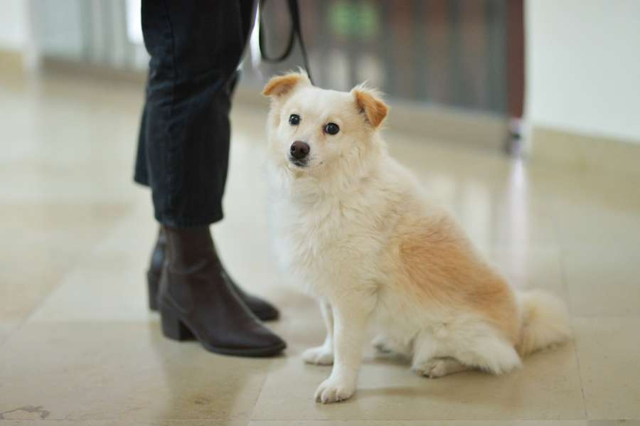 Z psem lub kotem na zajęcia – rewolucja na polskim uniwerku!