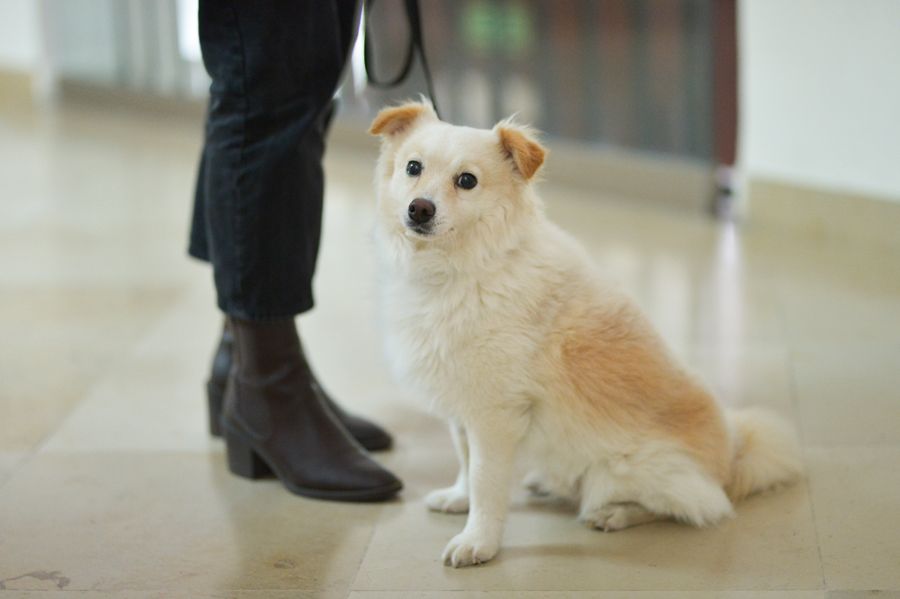 Z psem lub kotem na zajęcia – rewolucja na polskim uniwerku!
