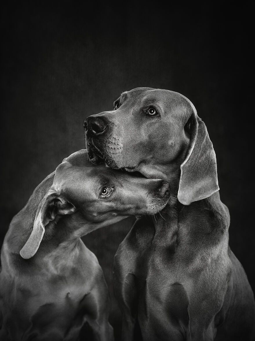 Dog Photography Awards – przyznano nagrody za najlepsze psie foty