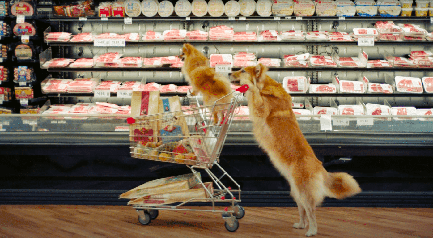 Pierwsza sieć sklepowa w Polsce wprowadza wózki dla psów. „Są traktowane jak członkowie rodziny”