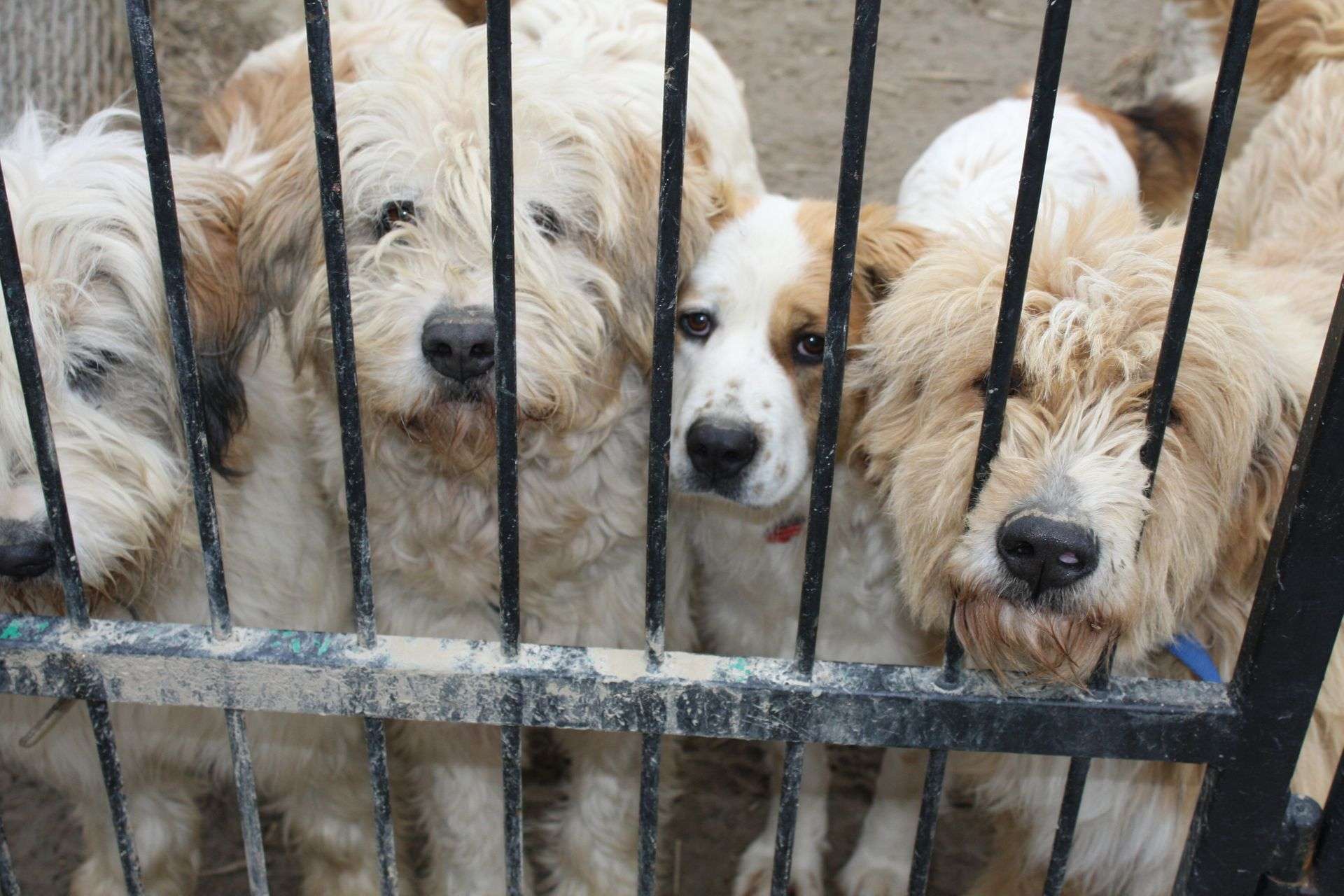 „Stop łańcuchom, pseudohodowlom i bezdomności zwierząt” na półmetku – coraz mniej czasu na zebranie 100 000 podpisów!