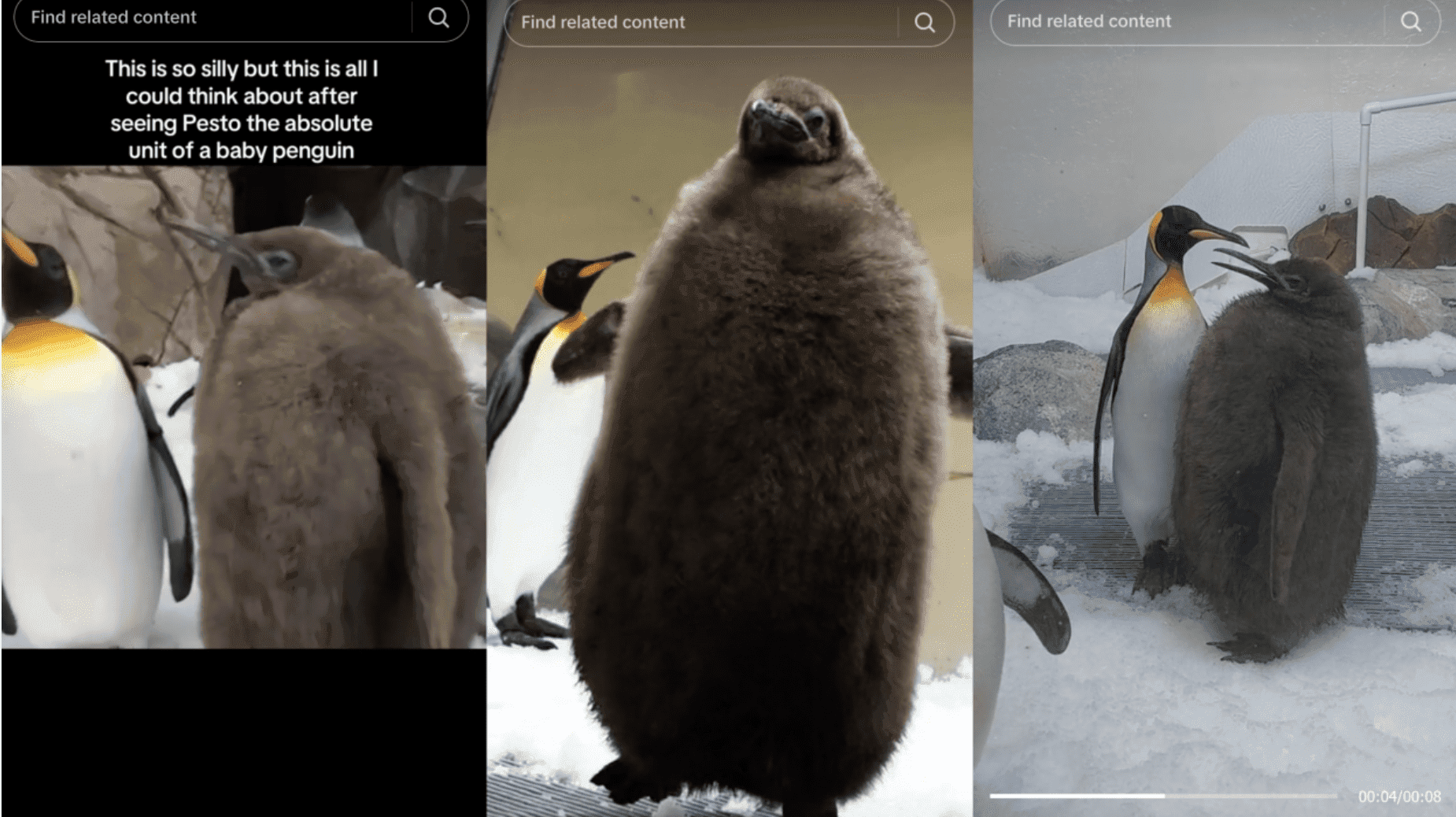 Poznajcie Pesto! Puchatego ulubieńca internetu