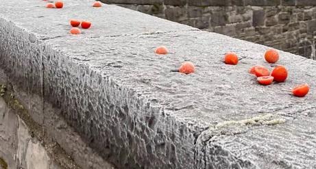 Viralowe pomidorki przymarznięte do mostu to największa atrakcja Dublina. I hit TikToka