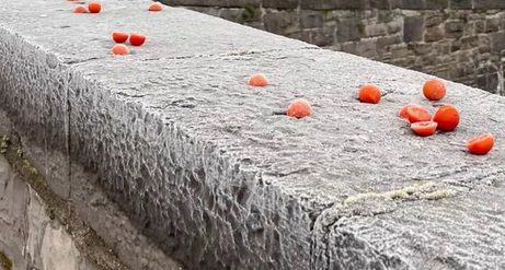 Viralowe pomidorki przymarznięte do mostu to największa atrakcja Dublina. I hit TikToka