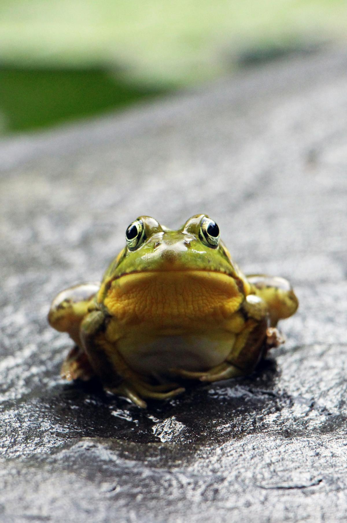 Żaby na poznanskich drzewach – to nie biblijna plaga