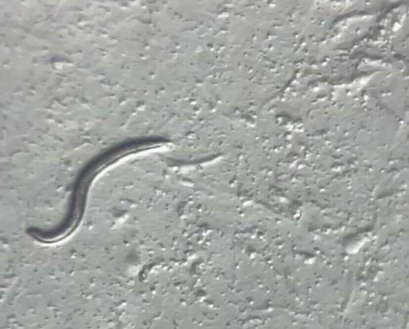 Przebudzenie po 46 000 latach: naukowcy ożywili robaka z epoki mamutów