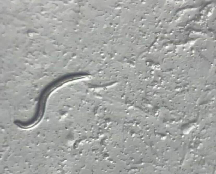 Przebudzenie po 46 000 latach: naukowcy ożywili robaka z epoki mamutów