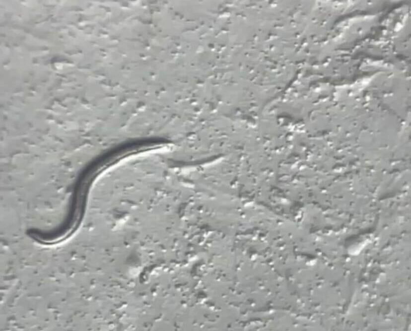 Przebudzenie po 46 000 latach: naukowcy ożywili robaka z epoki mamutów