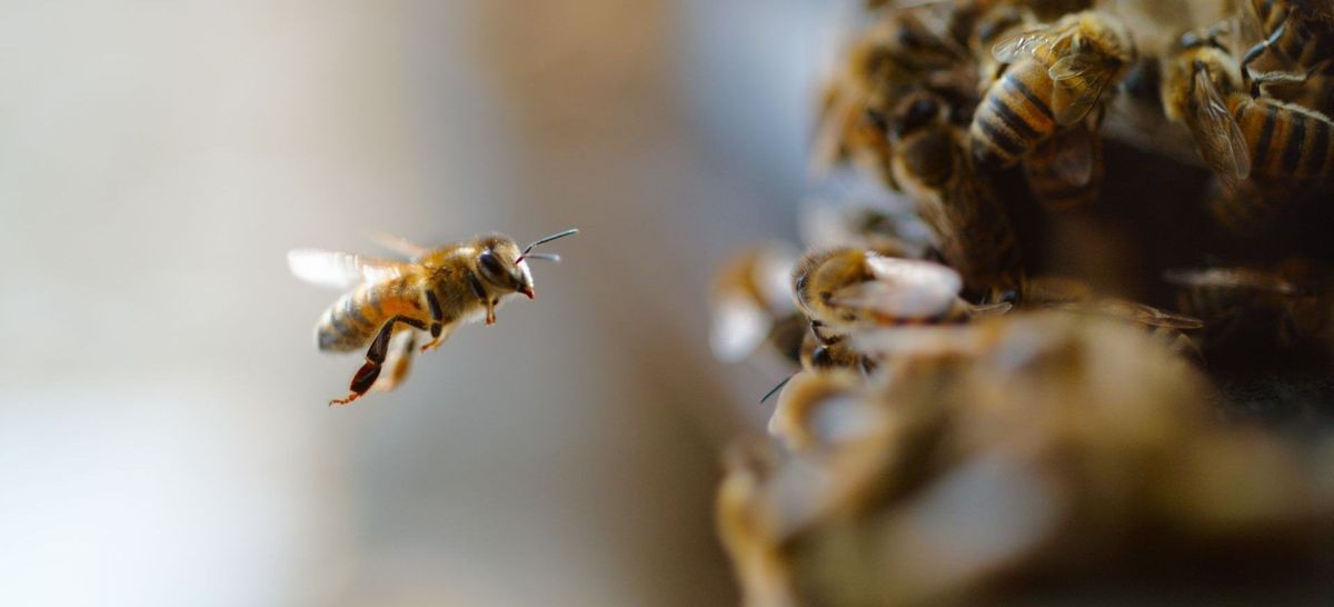 Najważniejszy gatunek na ziemi. Nie, to nie homo sapiens