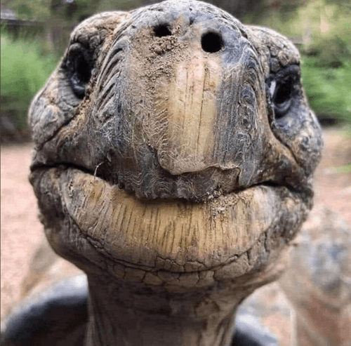 Oto Jonathan – najstarsze zwierzę lądowe na Ziemi