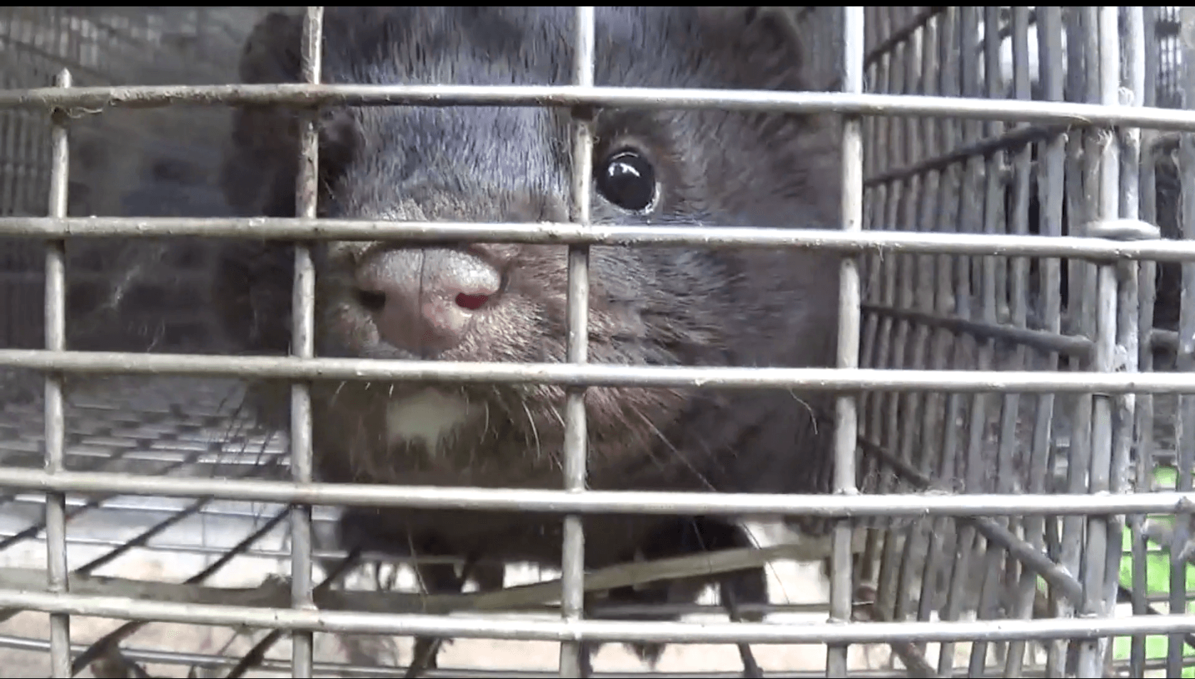 Nasi południowi sąsiedzi całkowicie zakazali chowu futerkowego. Bierzmy z nich przykład