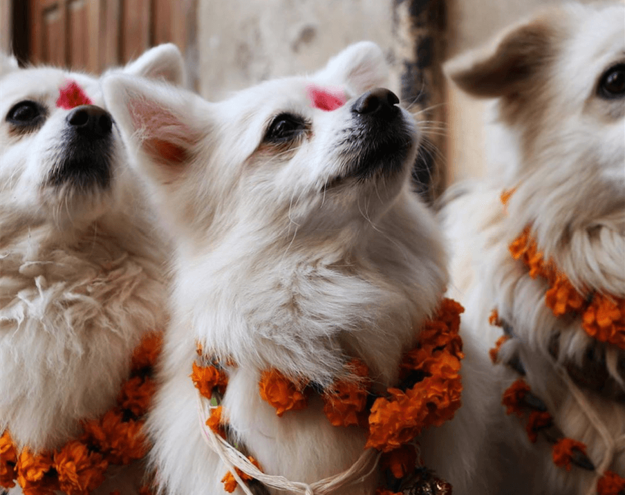 W Nepalu odbywa się festiwal na cześć psów i tego, że są przyjaciółmi człowieka