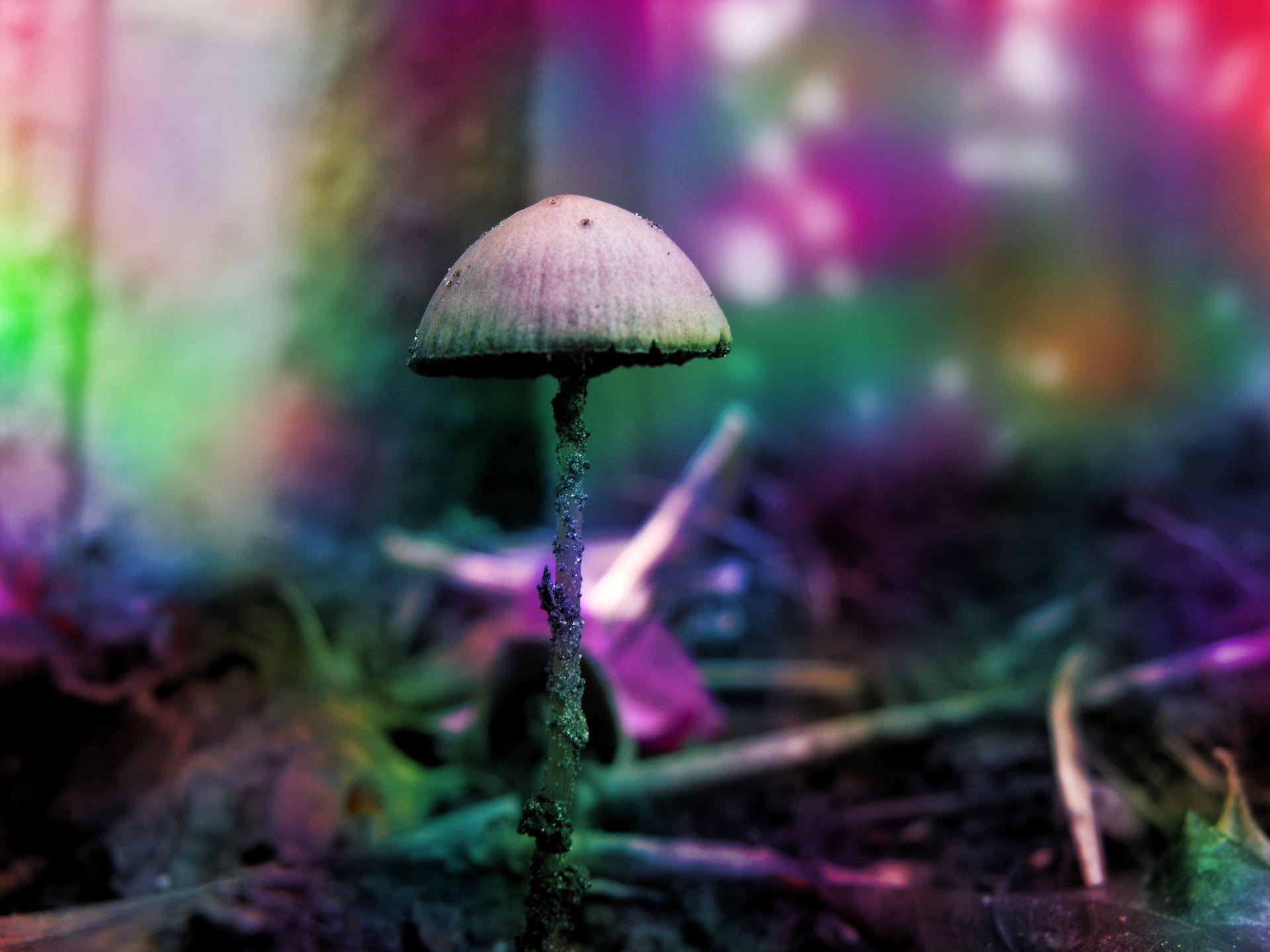 Tysiące matek mikrodawkuje grzyby, aby złagodzić stres związany z rodzicielstwem