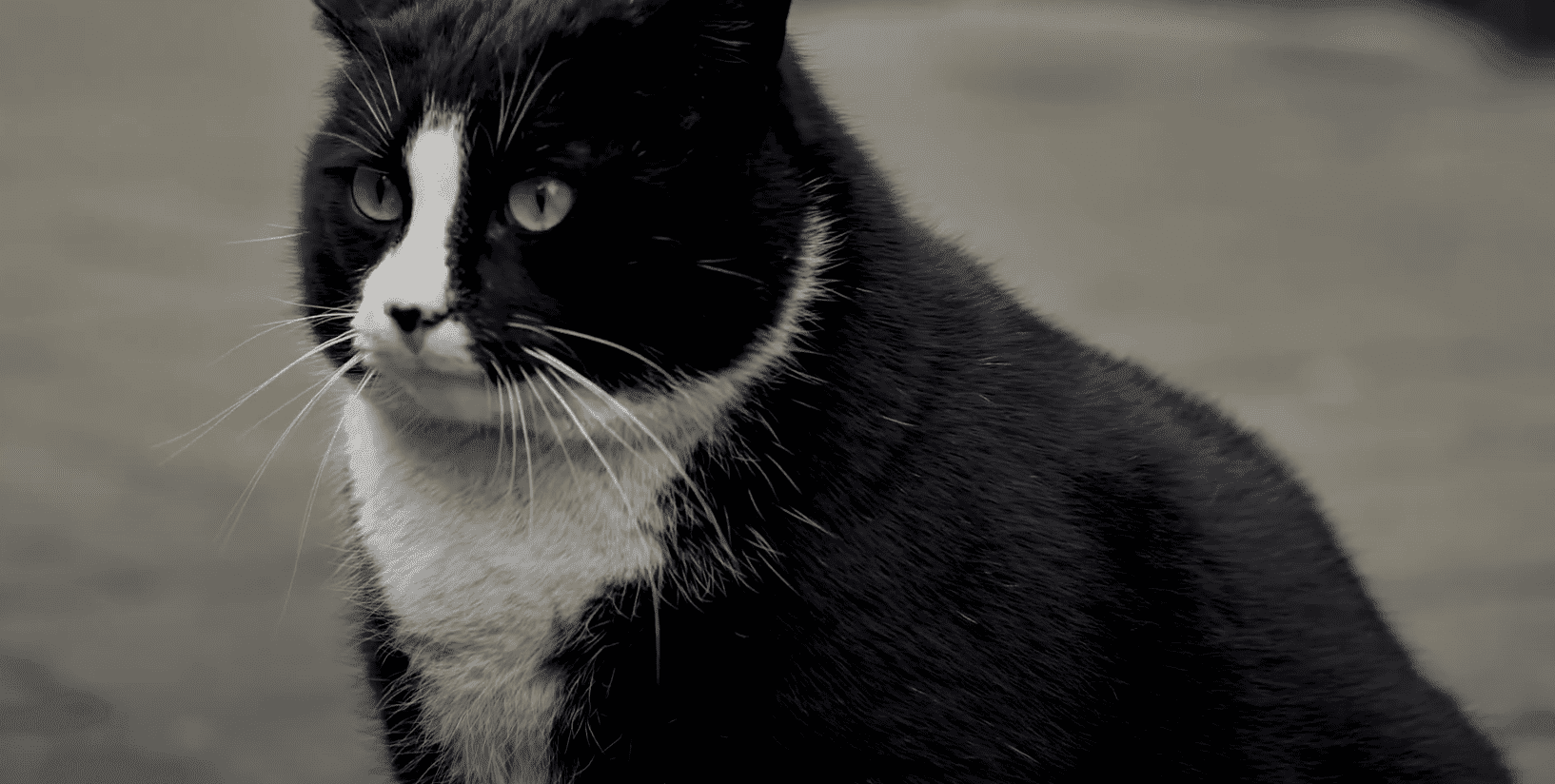 Kot Gacek najlepiej ocenianą atrakcją Google w Szczecinie. „Przyleciałem, żeby go zobaczyć”