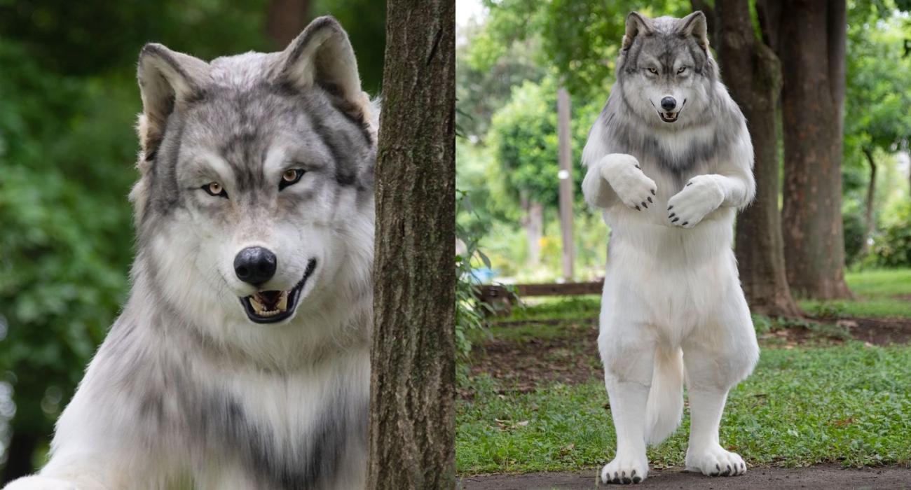 Kolejny Japończyk został zwierzęciem – tym razem wilkiem