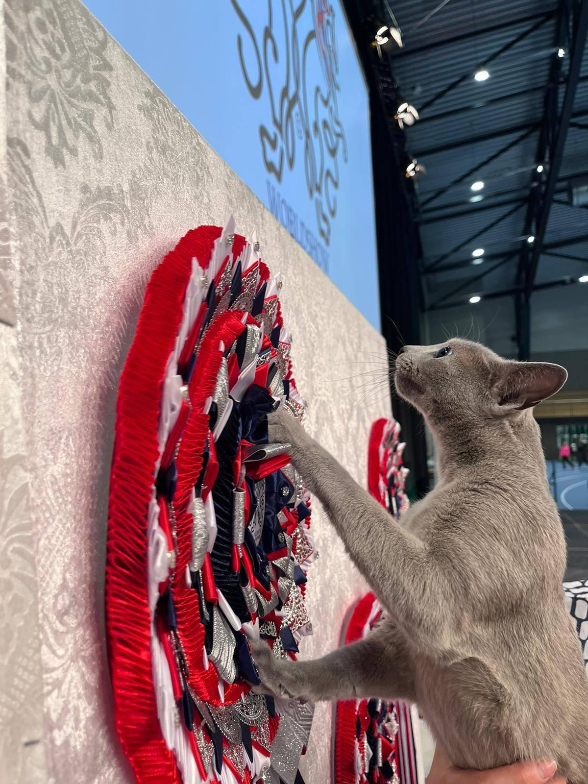 Kot z Gdańska został najpiękniejszym kotem świata! Poznajcie Bacardi