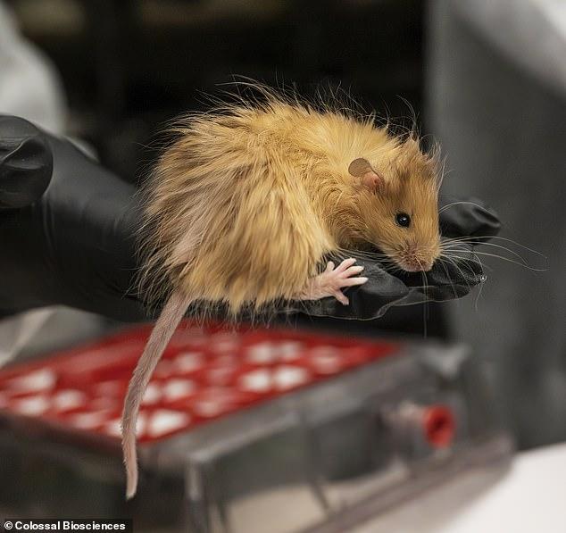 Genetyczna ewolucja: od myszy do mamuta. Czy odtworzymy stary gatunek?