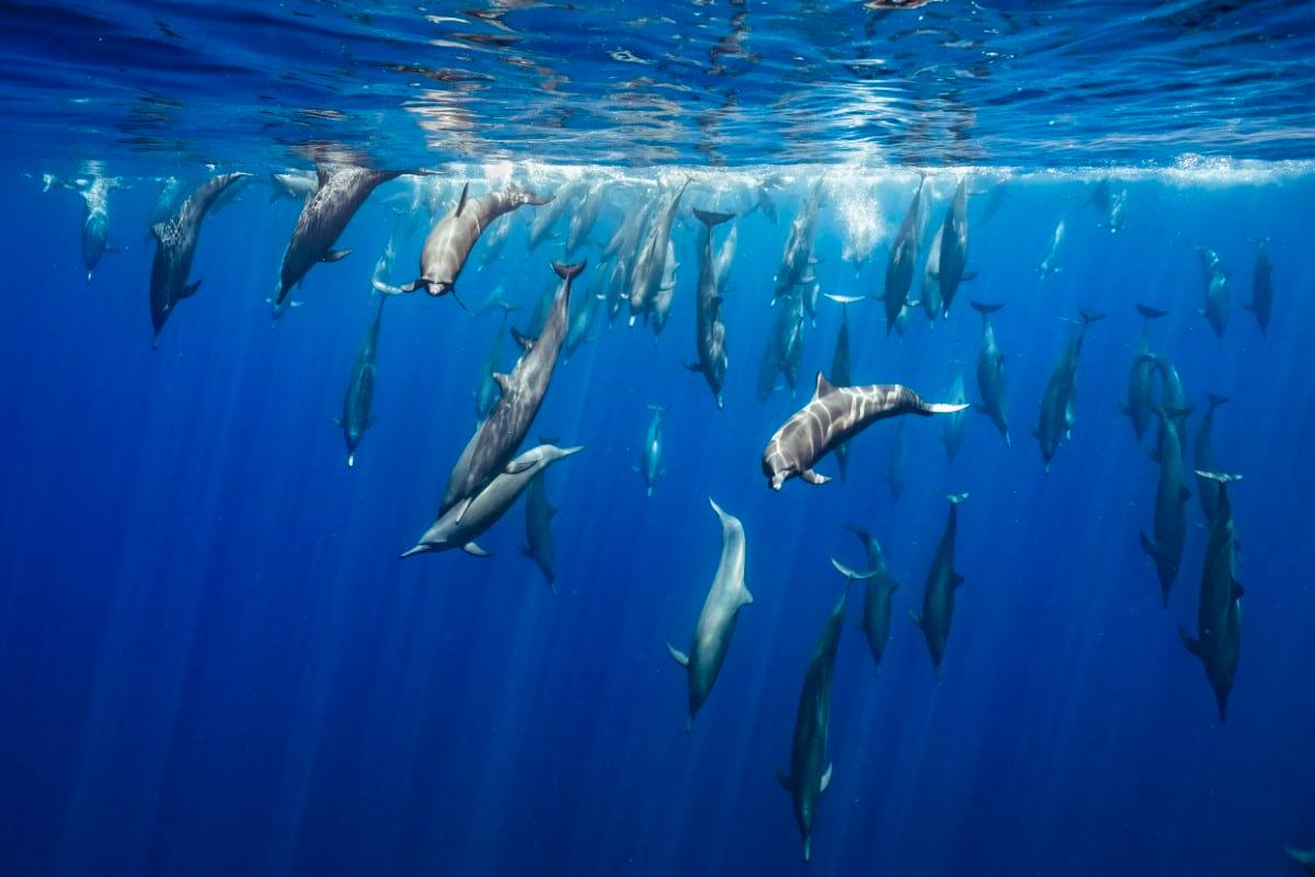 „Światła poprowadzą cię do domu” Merche Llobera. Wyróżnienie specjalne w kategorii Zachowania zwierząt