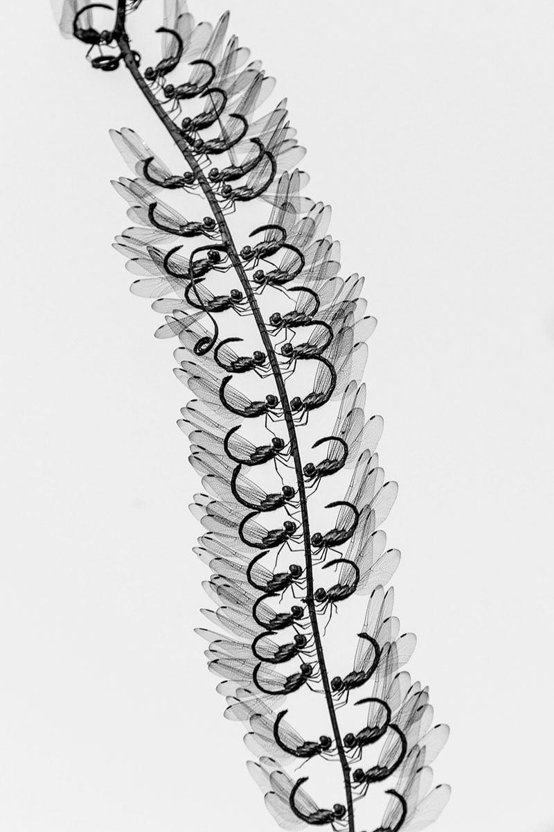 „Symetria w mimikrze” Arkaprava Ghosh. Zwycięzca kategorii Kreatywna fotografia przyrodnicza
