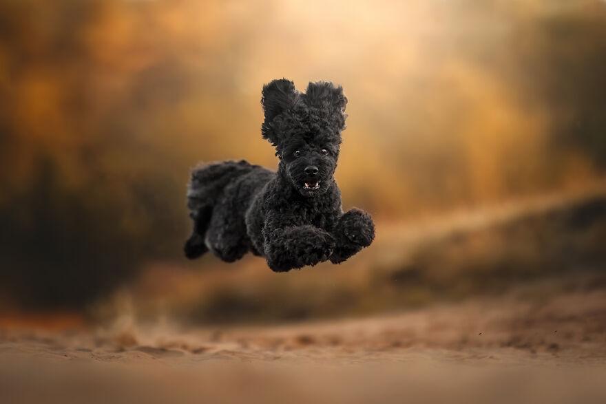 Finalista, Akcja: Poodle Jump, Celine Robel