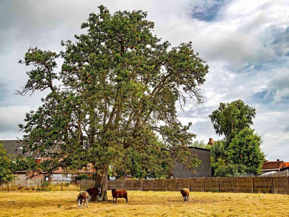 Brązowa Wiśniowa Gruszka z Klerken GATUNEK: GRUSZA POSPOLITA WIEK: 102 LATA REGION: KLERKEN, BELGIA