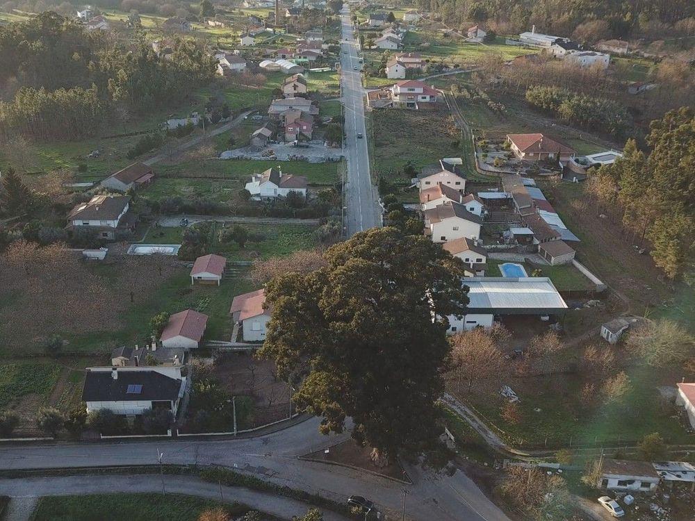 Eukaliptus z Contige GATUNEK: EUKALIPTUS WIEK: 144 LATA REGION: CONTIGE, PORTUGALIA