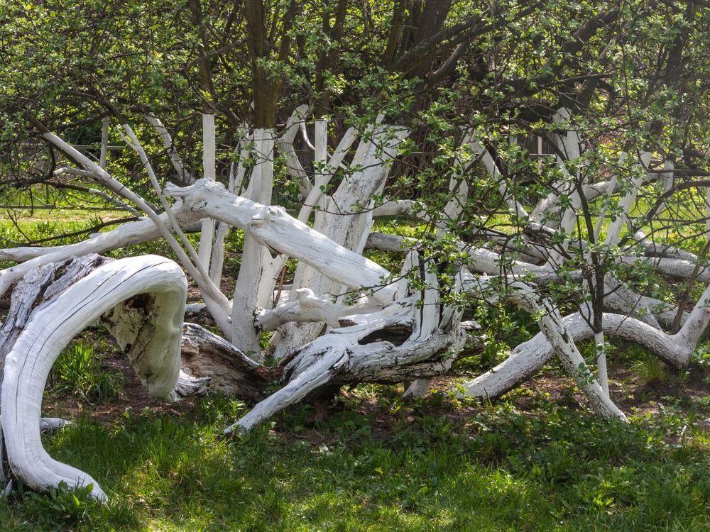 Kolonia jabłoni z Królewca GATUNEK: JABŁOŃ WIEK: 220 LATA REGION: KRÓLEWIEC, UKRAINA