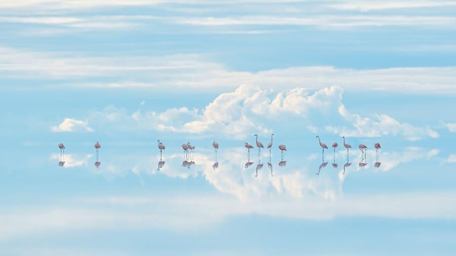 Zwycięzca w kategorii Naturalny Artyzm: „Heavenly flamingos”, Junji Takasago, Japonia