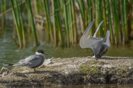 “Whiskered Tern crash on landing”, Damyan Petkov