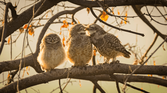 “Smooching owlets”, Sarthak Ranganadhan