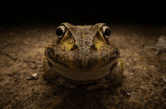“Awkward smiley frog”, Kingston Tam